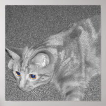 Gato del aliado impresiones