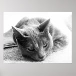 Gato del Grayscale Poster