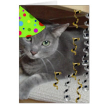 Gato del gris del juerguista felicitacion 