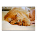 Gato del naranja dulce tarjeton