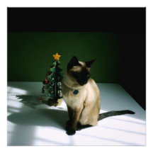 Gato del navidad foto