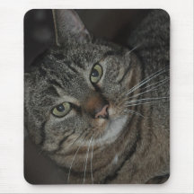 gato del ratón alfombrilla de ratones