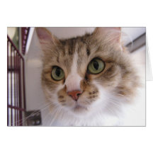 Gato del refugio tarjetas