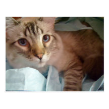 gato del sweetie del giftbag postal