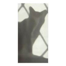 Gato detrás de la cortina tarjetas con fotos personalizadas