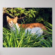 Gato en arbustos en el parque de Asbury Impresiones