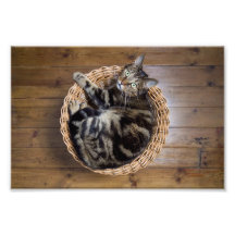Gato en cesta impresión fotográfica