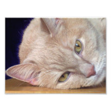 gato en descanso impresion fotografica