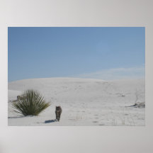 Gato en el desierto posters
