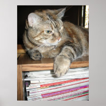 gato en el estante impresiones