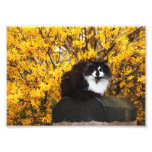 Gato en foto del otoño