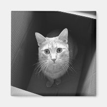 Gato en imanes de una caja