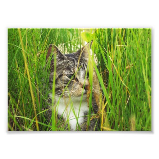 Gato en la foto de la hierba