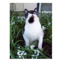 Gato en la postal de las flores
