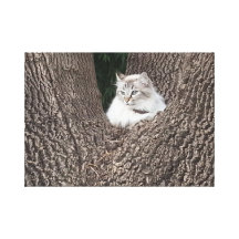 gato en lona impresion de lienzo