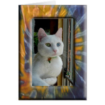 Gato en marco del azul-naranja felicitaciones