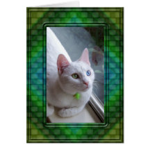 Gato en marco verde felicitacion 