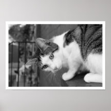 Gato en pájaro de observación de la repisa impresiones