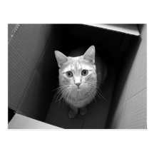 Gato en postales de una caja