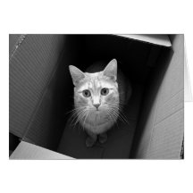 Gato en tarjetas de felicitación de la caja