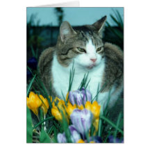 Gato en tulipanes felicitación