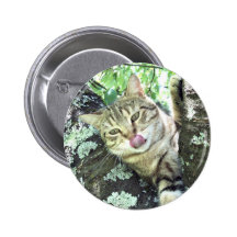 Gato en un árbol pins