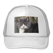 Gato en un gorra