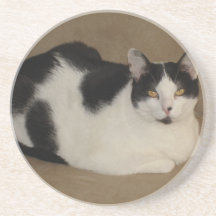 Gato en un sofá posavasos para bebidas