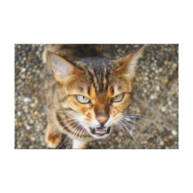 Gato enojado de Bengala Impresiones En Lona Estiradas