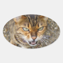 Gato enojado de Bengala Calcomanía De Oval Personalizadas