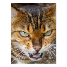 Gato enojado de Bengala Postal