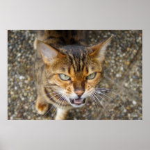 Gato enojado de Bengala Poster