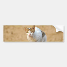 Gato Etiqueta De Parachoque