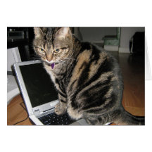 Gato experto del informático tarjeta