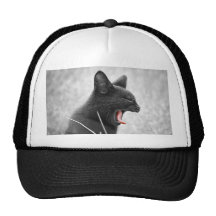 Gato expresivo gorro