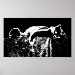 Gato extremo del contraste impresiones