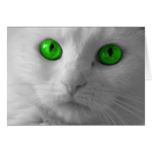 Gato Felicitacion