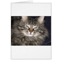 Gato Felicitacion