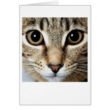 Gato Felicitación