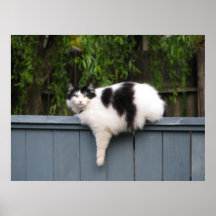 Gato gordo en la cerca impresiones