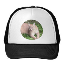 Gato Gorra