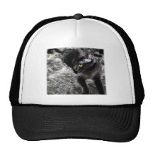 gato gorro de camionero