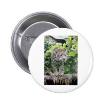 Gato grande Jaguar Pin