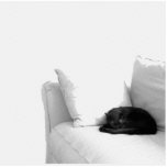 Gato gris el dormir en el sofá blanco esculturas fotográficas