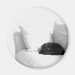 Gato gris el dormir en el sofá blanco imán de frigorifico