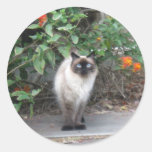 Gato Himalayan de la mezcla Pegatinas