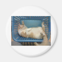 Gato Iman Para Frigorífico