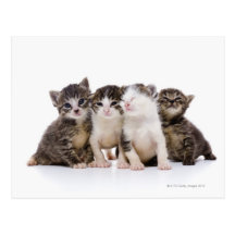 Gato japonés tarjetas postales