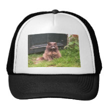 Gato "Kyra" que se sienta en la hierba Gorro