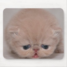 gato lindo alfombrilla de raton